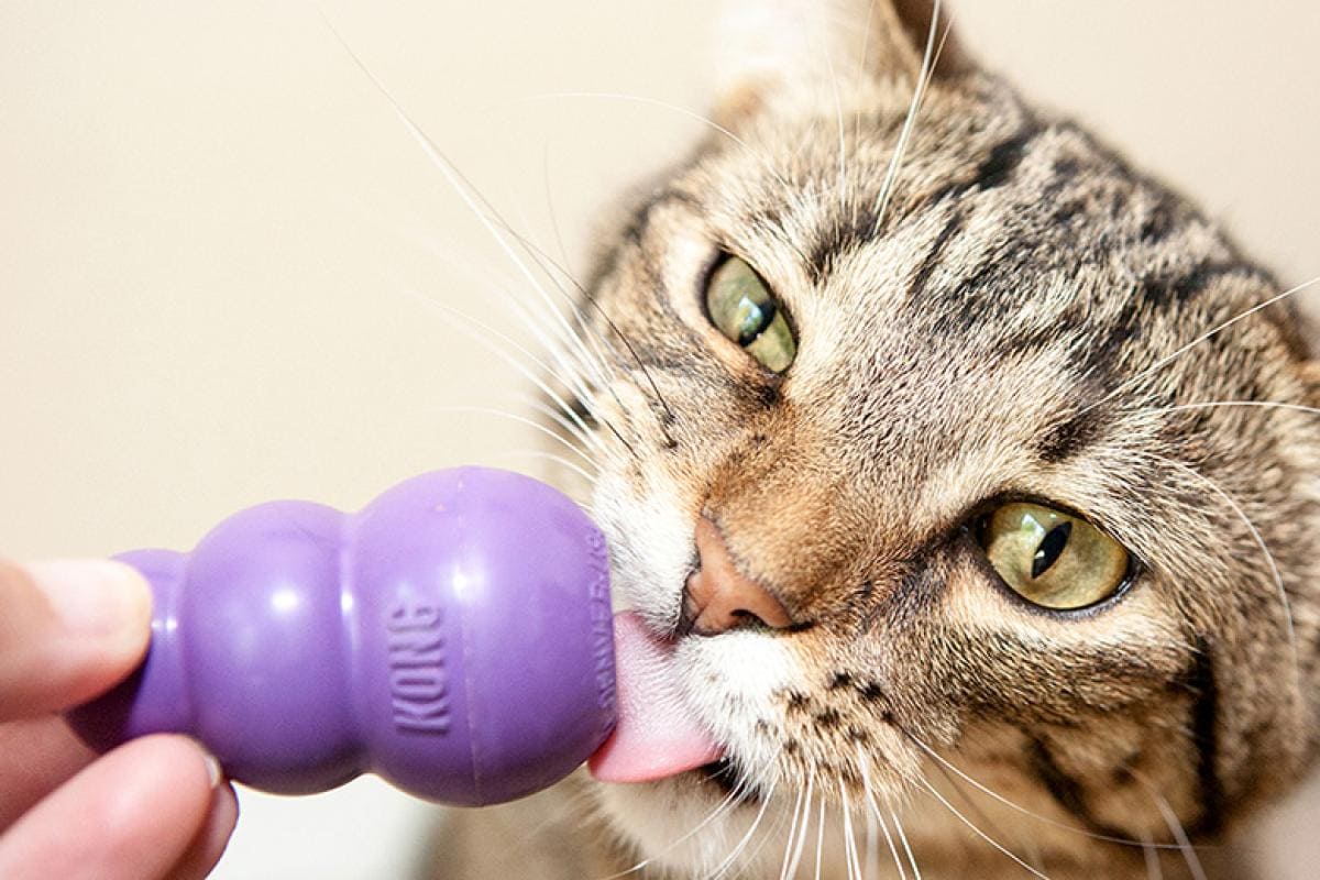 Engineering, Business Students Partner to Create Cat Toy