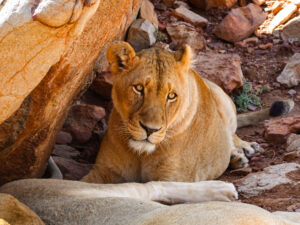 A photo of a lion captured during a safari in South Africa.