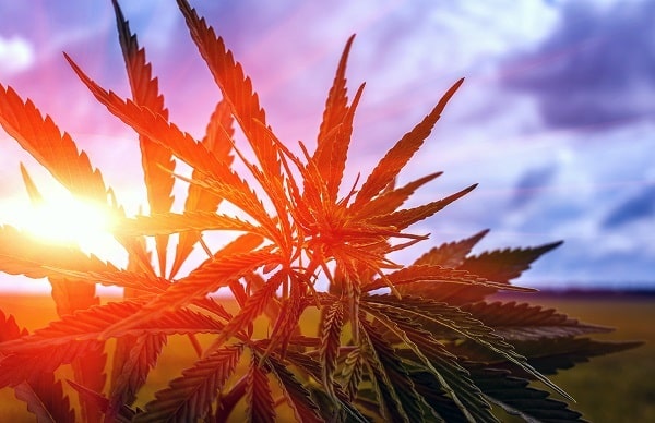 Economic impact of marijuana stores in Colorado Springs